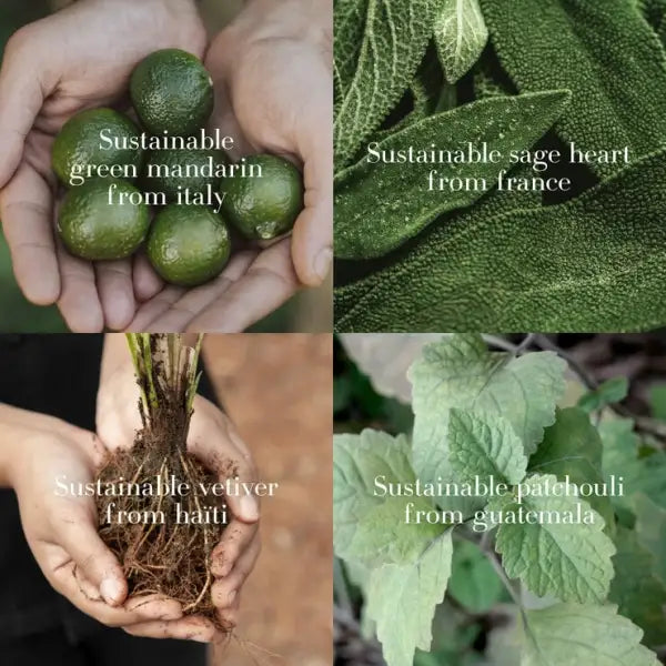 Sustainably sourced ingredients in Giorgio Armani Acqua di Giò Eau de Parfum
