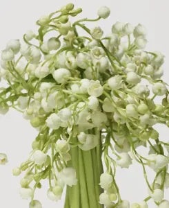 Miss perfume bottle – youthful fruity-floral fragrance with playful charm.
